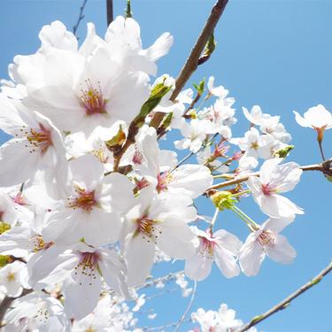 4月の行事